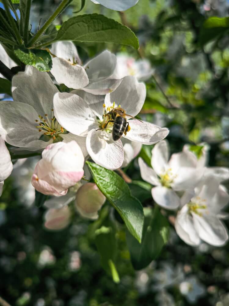 Biene bestäubt eine geöffnete Apfelblüte im Frühling Biene bestäubt eine geöffnete Apfelblüte im Frühling