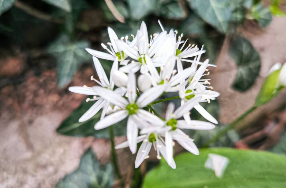 Weiße Blütendolden von blühendem Bärlauch im Frühlingswald Weiße Blütendolden von blühendem Bärlauch im Frühlingswald