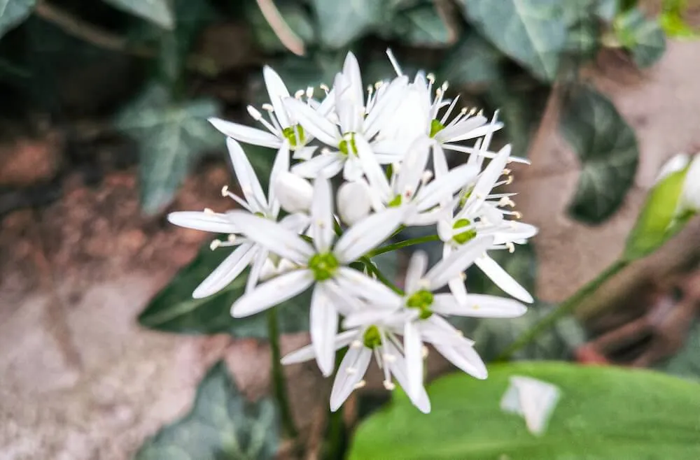 Weiße Blütendolden von blühendem Bärlauch im Frühlingswald