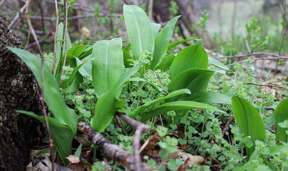 Wild wachsender Bärlauch mit sattgrünen Blättern am Waldboden Wild wachsender Bärlauch mit sattgrünen Blättern am Waldboden