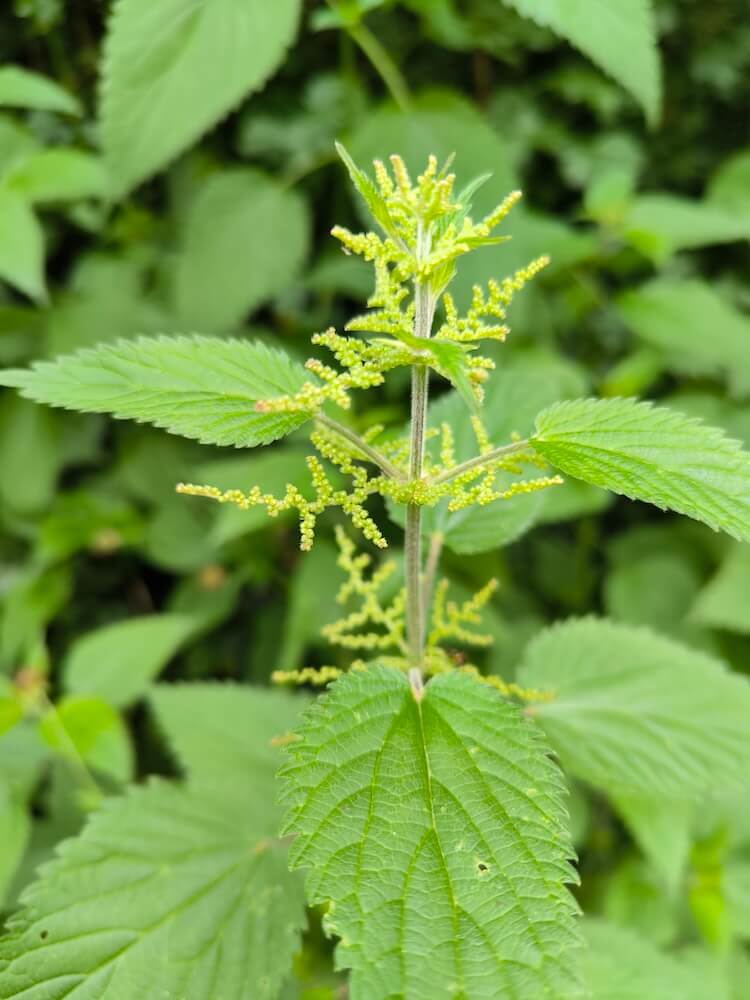 Junge Brennnessel mit gezähnten Blättern im Kräutergarten