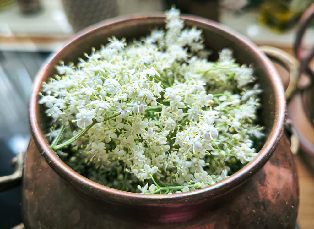Holunderblüten werden in der Kupferdestille zu Hydrolat destilliert