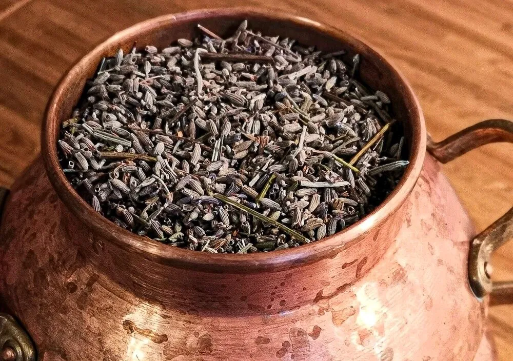 Lavendelblüten in der Destille zur Gewinnung von Lavendelhydrolat