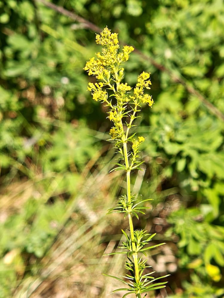 Echtes Labkraut mit gelben Blütenrispen und quirlförmigen Blättern auf einer sonnigen Wiese Echtes Labkraut mit gelben Blütenrispen und quirlförmigen Blättern auf einer sonnigen Wiese