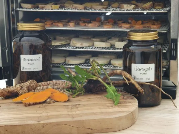 Getrocknete Brennnesselwurzel und Löwenzahnwurzel in Braunglasgläsern