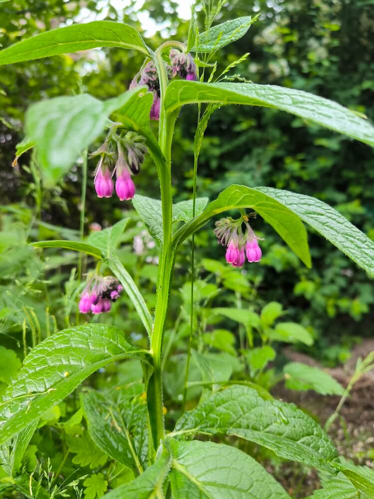 Gewöhnlicher Beinwell mit glockenförmigen violetten Blüten