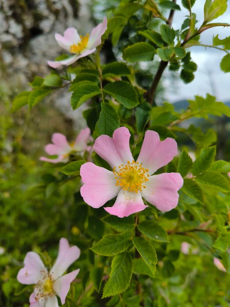 Rosa Blüte der Heckenrose, auch Hundsrose genannt, am Strauch