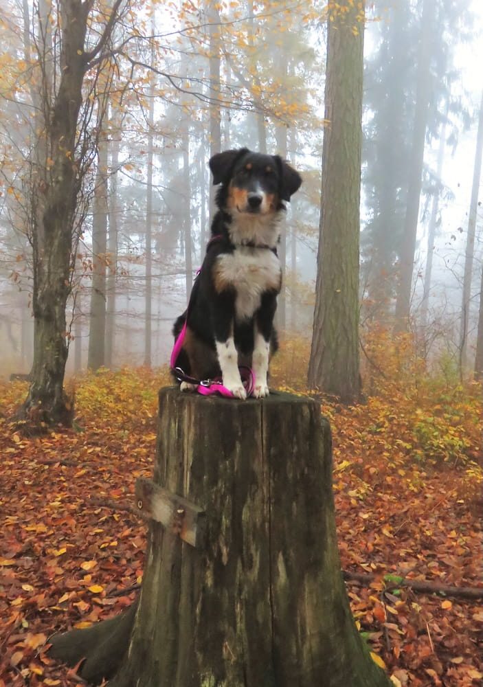 Hund sitzt auf einem Baumstumpf im nebligen Herbstwald Hund sitzt auf einem Baumstumpf im nebligen Herbstwald