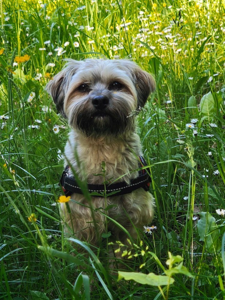 Kleiner Hund sitzt aufmerksam in einer Blumenwiese voller Gänseblümchen Kleiner Hund sitzt aufmerksam in einer Blumenwiese voller Gänseblümchen