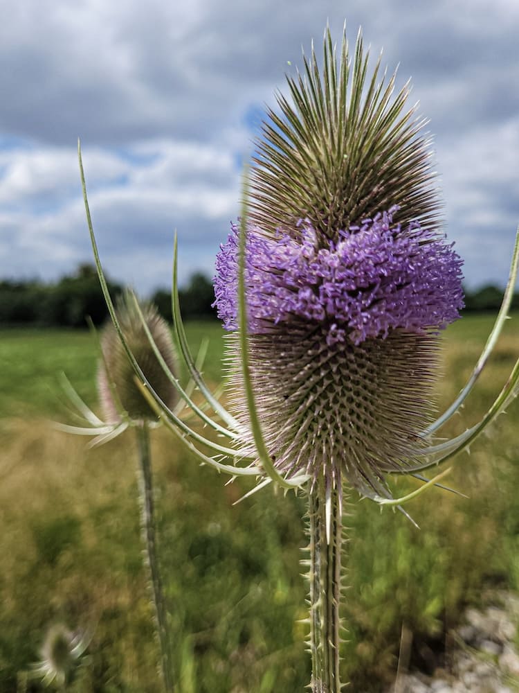 Wilde Karde mit stacheligem Blütenkopf in voller Blüte