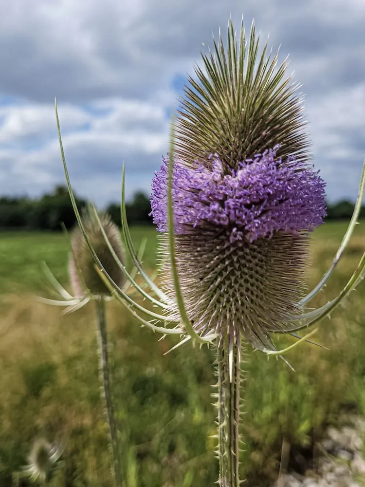 Wilde Karde mit stacheligem Blütenkopf in voller Blüte