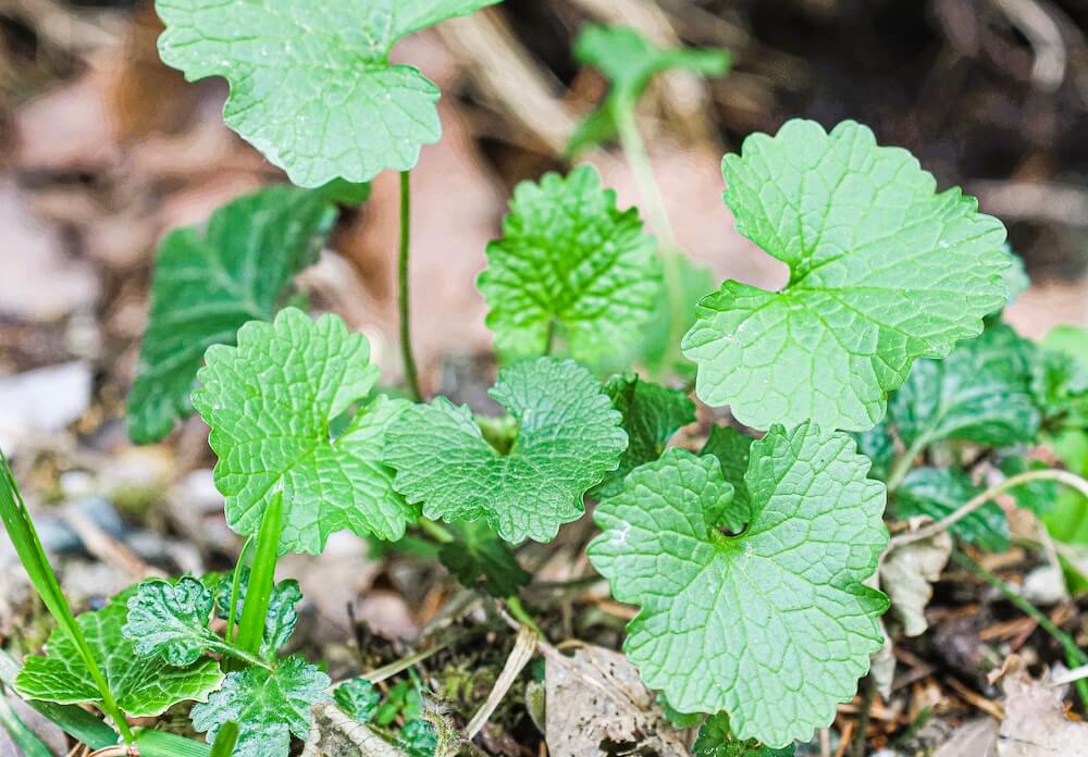 Knoblauchsrauke mit weißen Blüten und herzförmigen Blättern Knoblauchsrauke mit weißen Blüten und herzförmigen Blättern