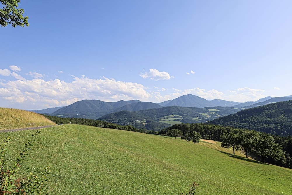 Blühende Wiesenlandschaft in Niederösterreich als Sammelgebiet für Wildkräuter
