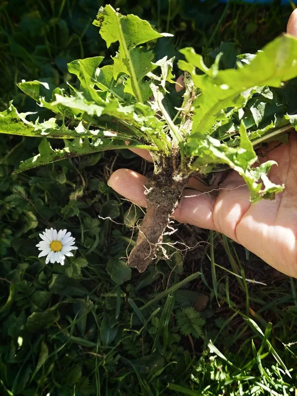 Löwenzahnwurzel mit Blattrosette nach der Ernte