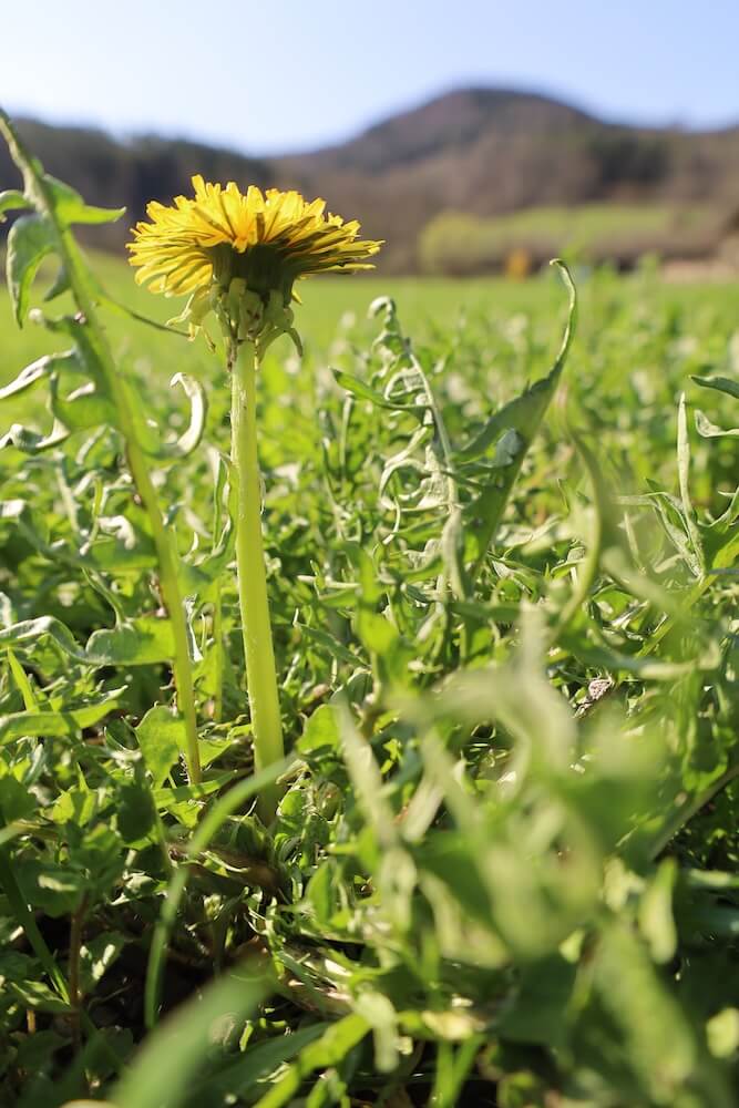 Blühender Löwenzahn mit leuchtend gelber Blüte auf der Wiese