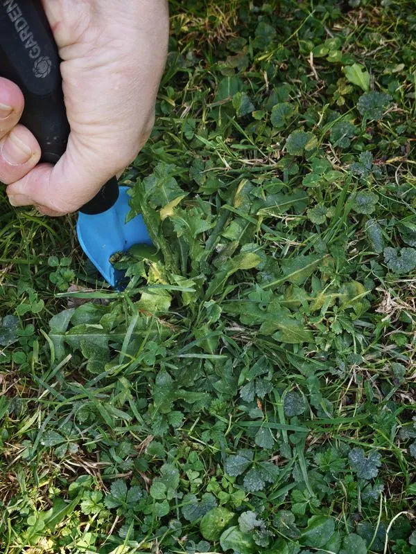 Löwenzahnwurzel im Herbst mit dem Wurzelstecher ausgraben
