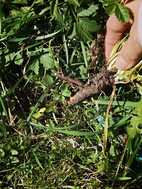 Ausgegrabene Löwenzahnwurzel wird aus der Wiese gezogen