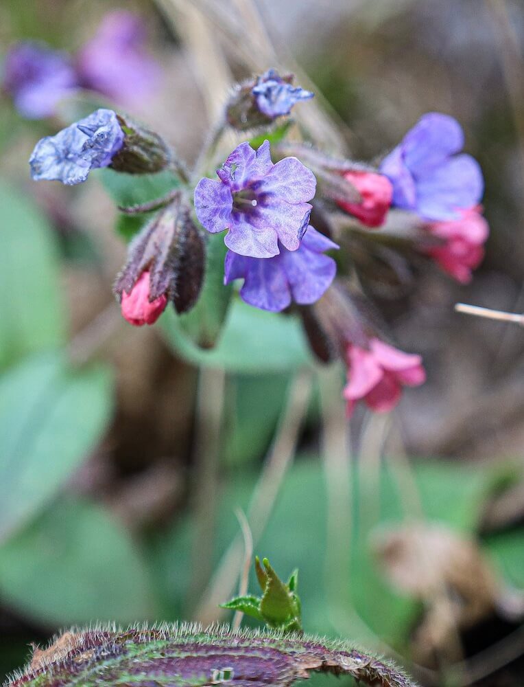 Lungenkraut mit rosa und blau blühenden Blüten im Frühlingswald Lungenkraut mit rosa und blau blühenden Blüten im Frühlingswald