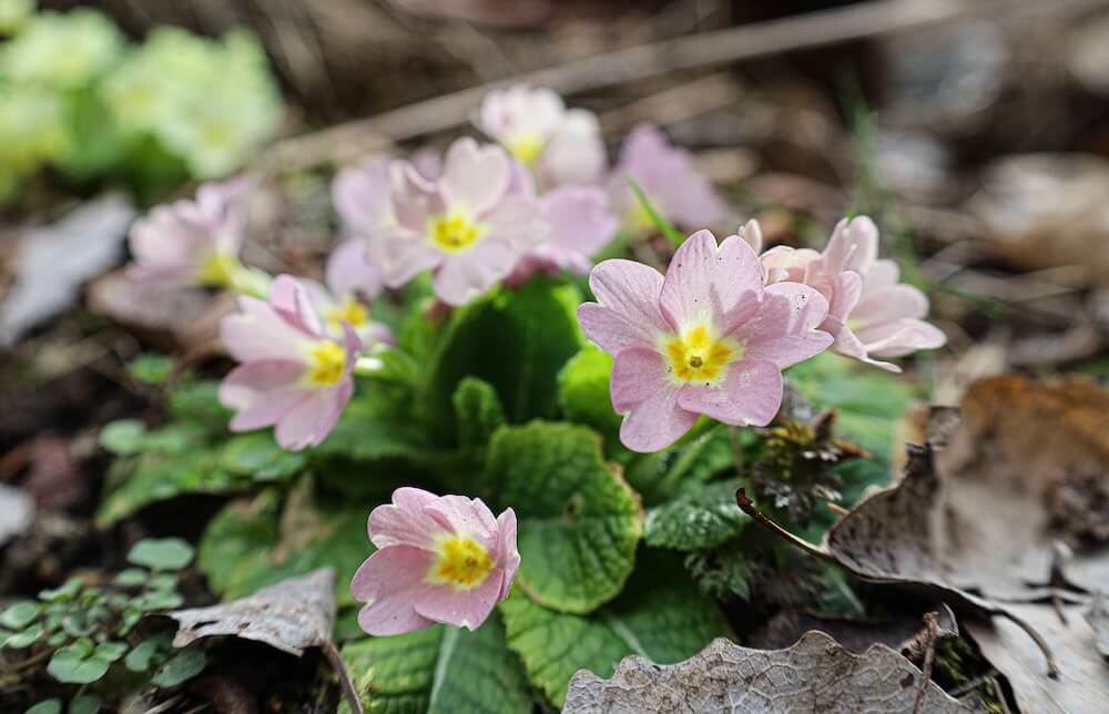 Lila blühende Primeln als Frühlingsblüher im Garten Lila blühende Primeln als Frühlingsblüher im Garten