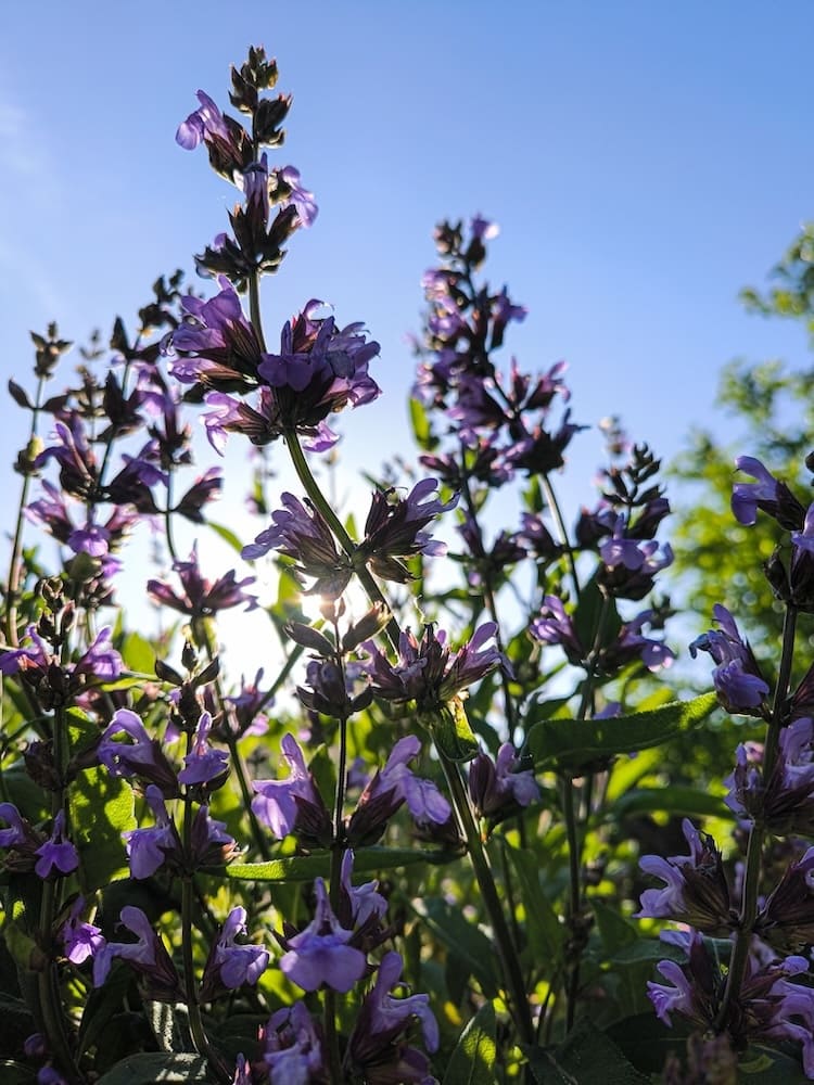 Violette Salbeiblüten im sommerlichen Kräutergarten