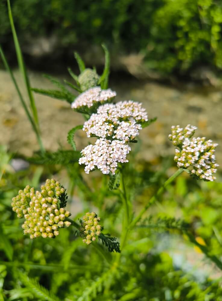 Blühende Schafgarbe mit rosaweißen Blütendolden und Knospen am Wegrand