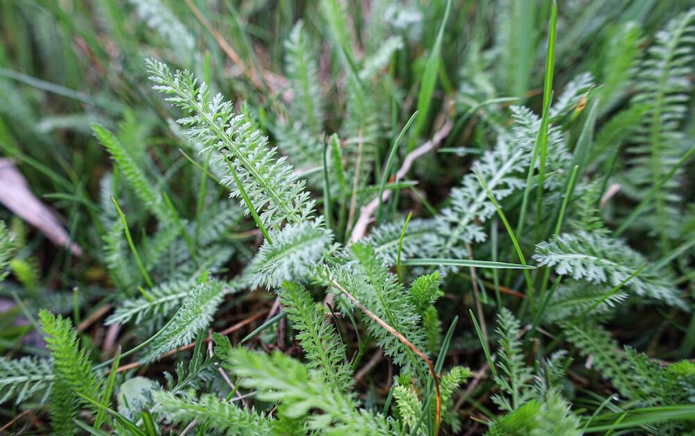 Fein gefiederte Blätter der Schafgarbe in Nahaufnahme Fein gefiederte Blätter der Schafgarbe in Nahaufnahme