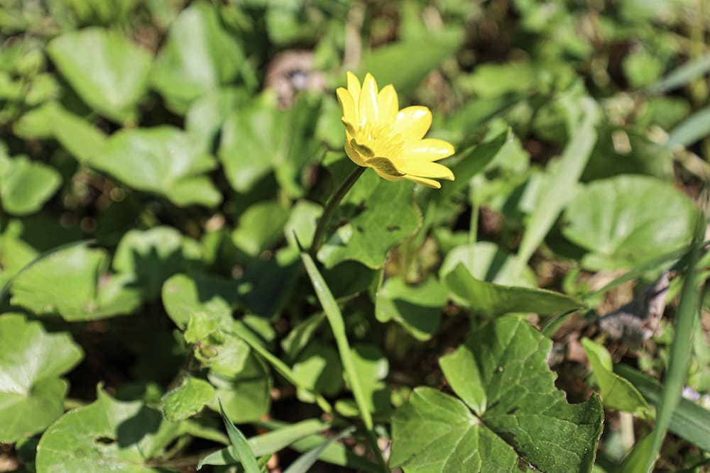 Scharbockskraut mit glänzend gelben Blüten im Frühling