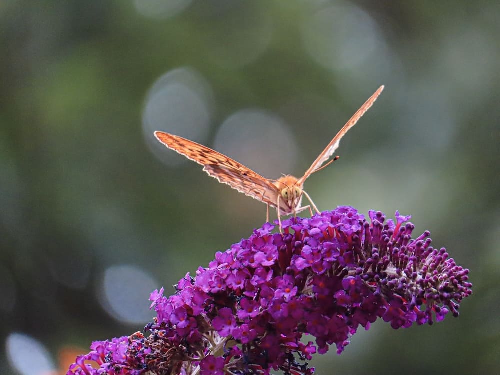 Schmetterling saugt Nektar an einer lila Fliederblüte