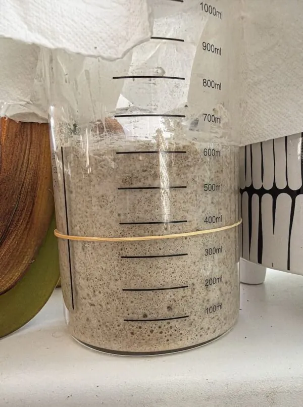 Aufgegangener Sauerteig-Starter, bereit zum Backen