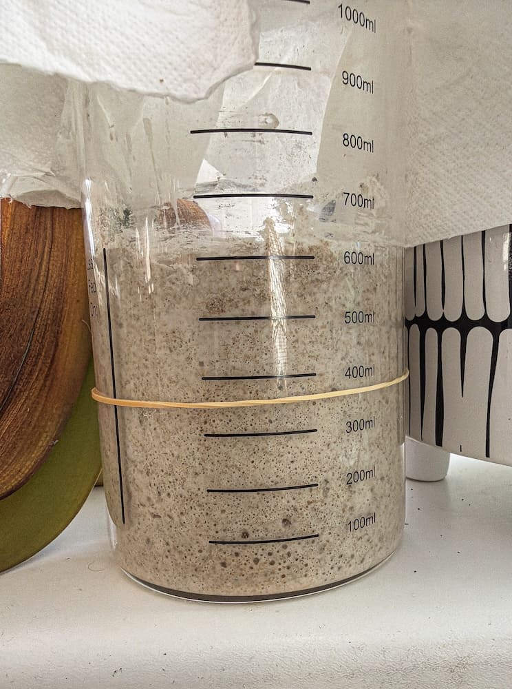 Aufgegangener Sauerteig-Starter, bereit zum Backen