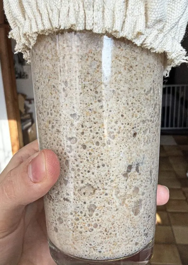 Aktiver Sauerteig-Starter mit deutlicher Blasenbildung im Glas
