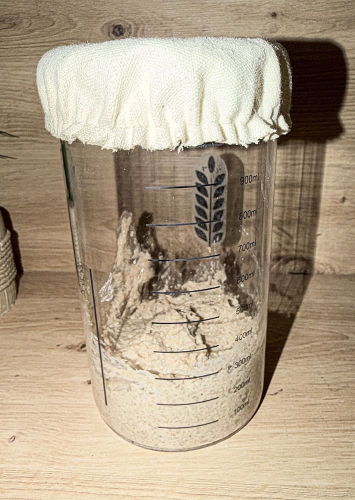 Frisch angesetzter Sauerteig-Starter im abgedeckten Glas