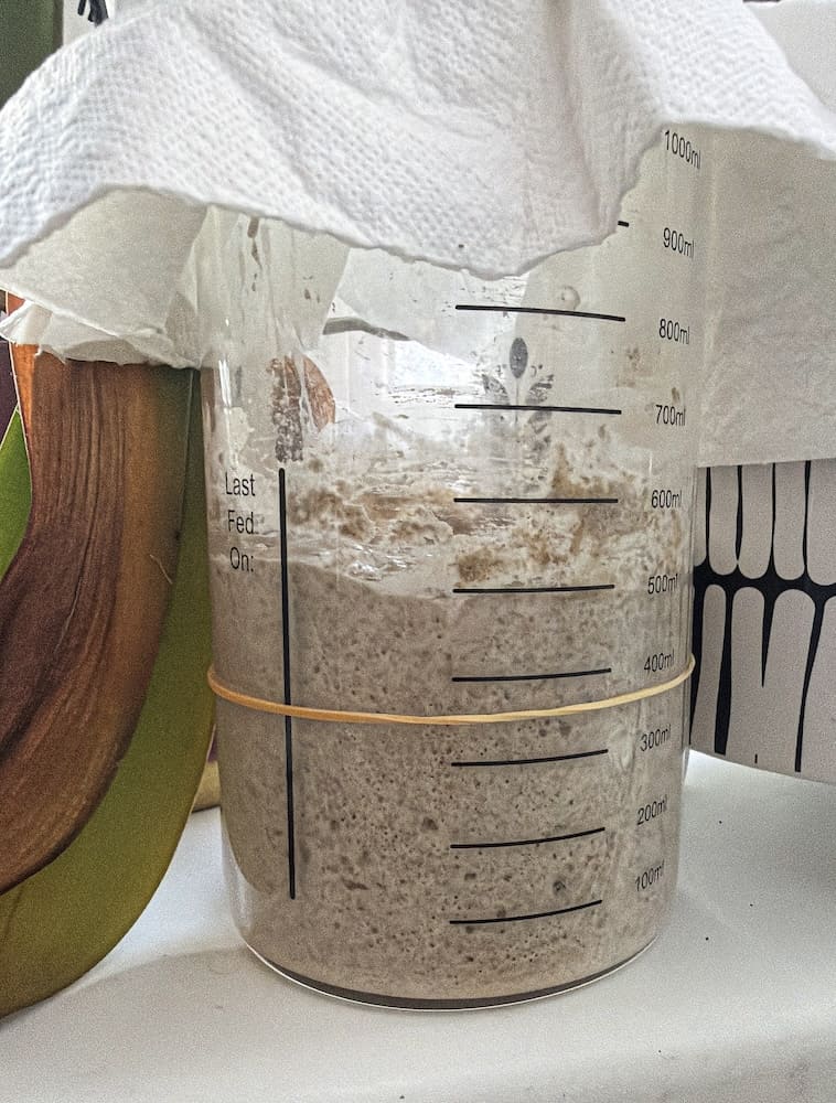 Sauerteig-Starter wird täglich mit Mehl und Wasser gefüttert