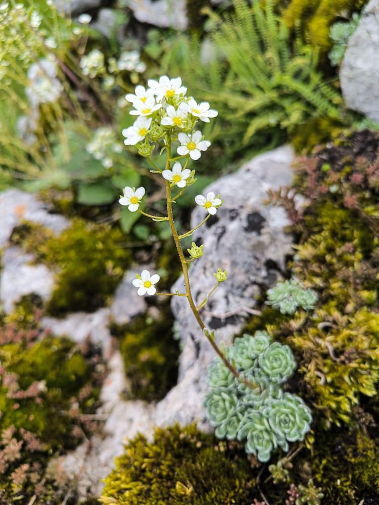 Steinbrech mit zarten weißen Blüten zwischen Steinen
