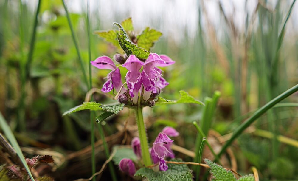 Purpurrote Taubnessel mit violetten Lippenblüten Purpurrote Taubnessel mit violetten Lippenblüten