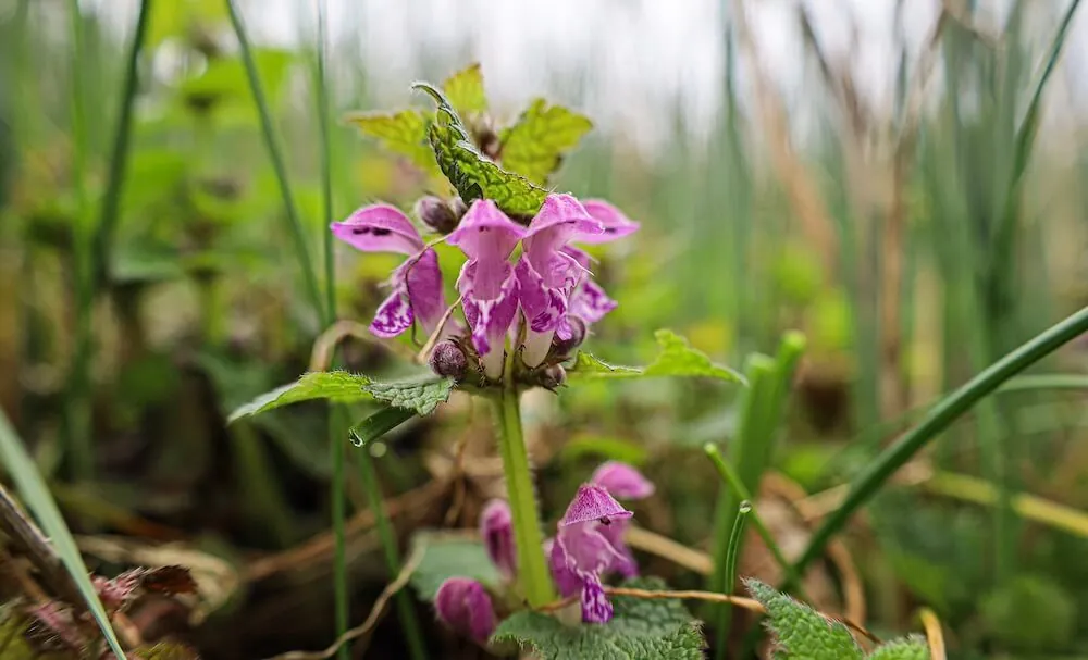 Purpurrote Taubnessel mit violetten Lippenblüten