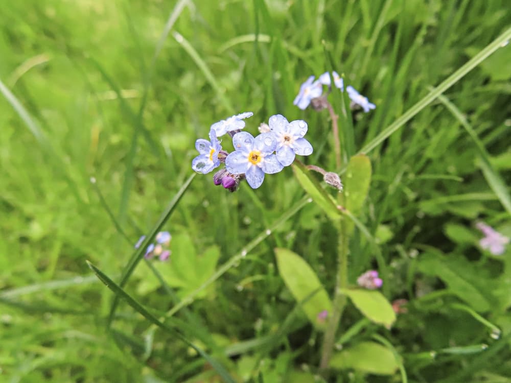 Vergissmeinnicht mit hellblauen Blüten in der Wiese