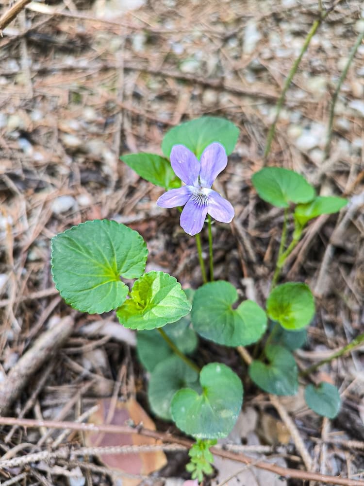 Violett blühendes Waldveilchen am Waldboden