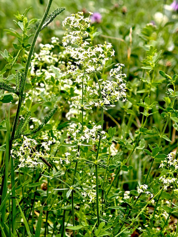 Wiesen-Labkraut mit zarten weißen Blüten in einer Sommerwiese Wiesen-Labkraut mit zarten weißen Blüten in einer Sommerwiese