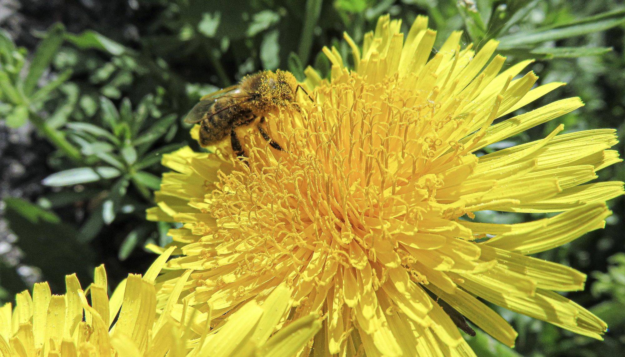 Biene auf einer Löwenzahnblüte – Online-Seminar Frühlingskräuter erkennen und sammeln Biene auf einer Löwenzahnblüte – Online-Seminar Frühlingskräuter erkennen und sammeln