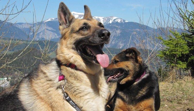 Zwei Hunde vor Bergpanorama – Online-Seminar Kräuter für Hunde