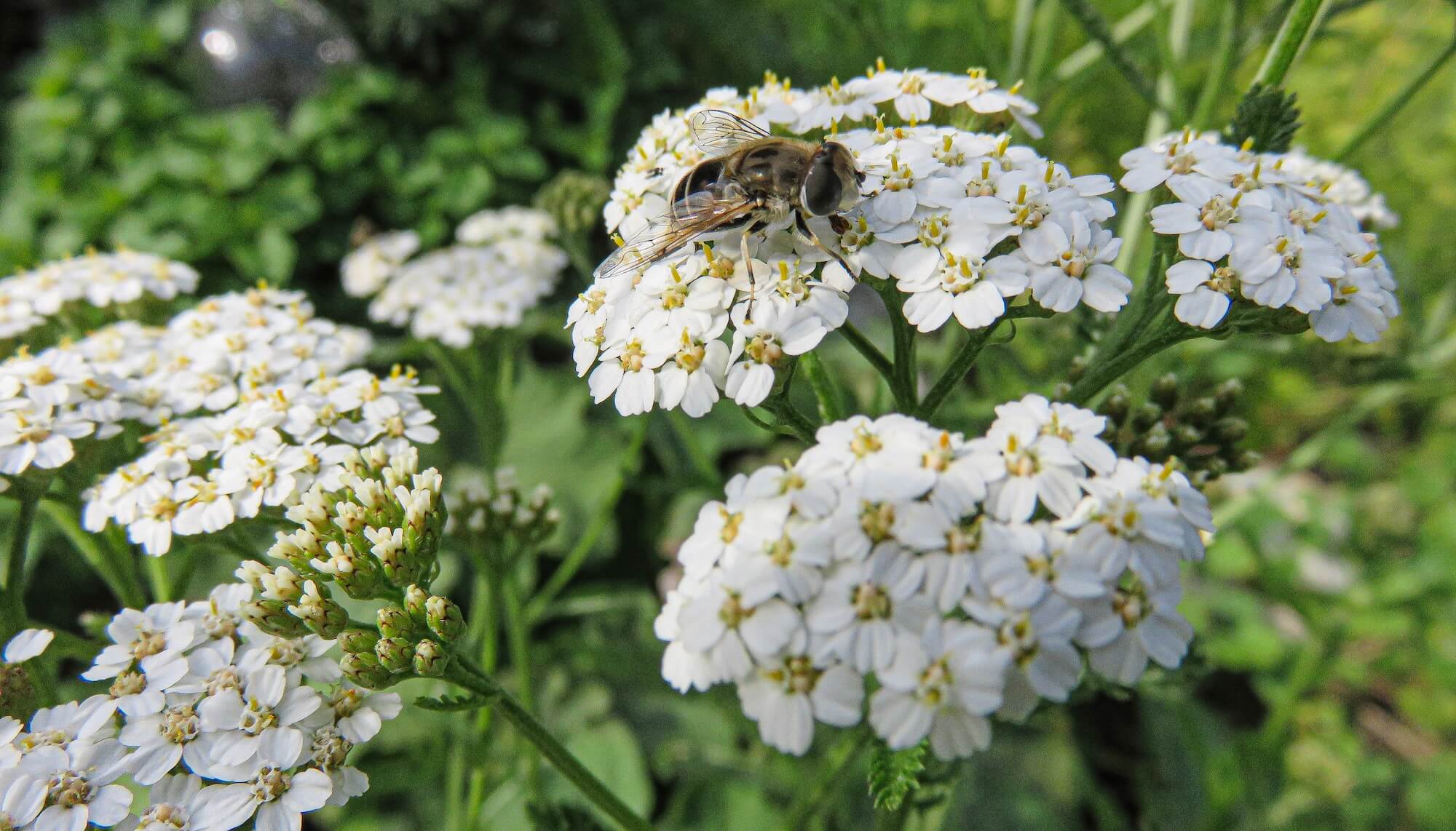 Insekt auf weißer Schafgarbenblüte – Online-Seminar über die Schafgarbe Insekt auf weißer Schafgarbenblüte – Online-Seminar über die Schafgarbe