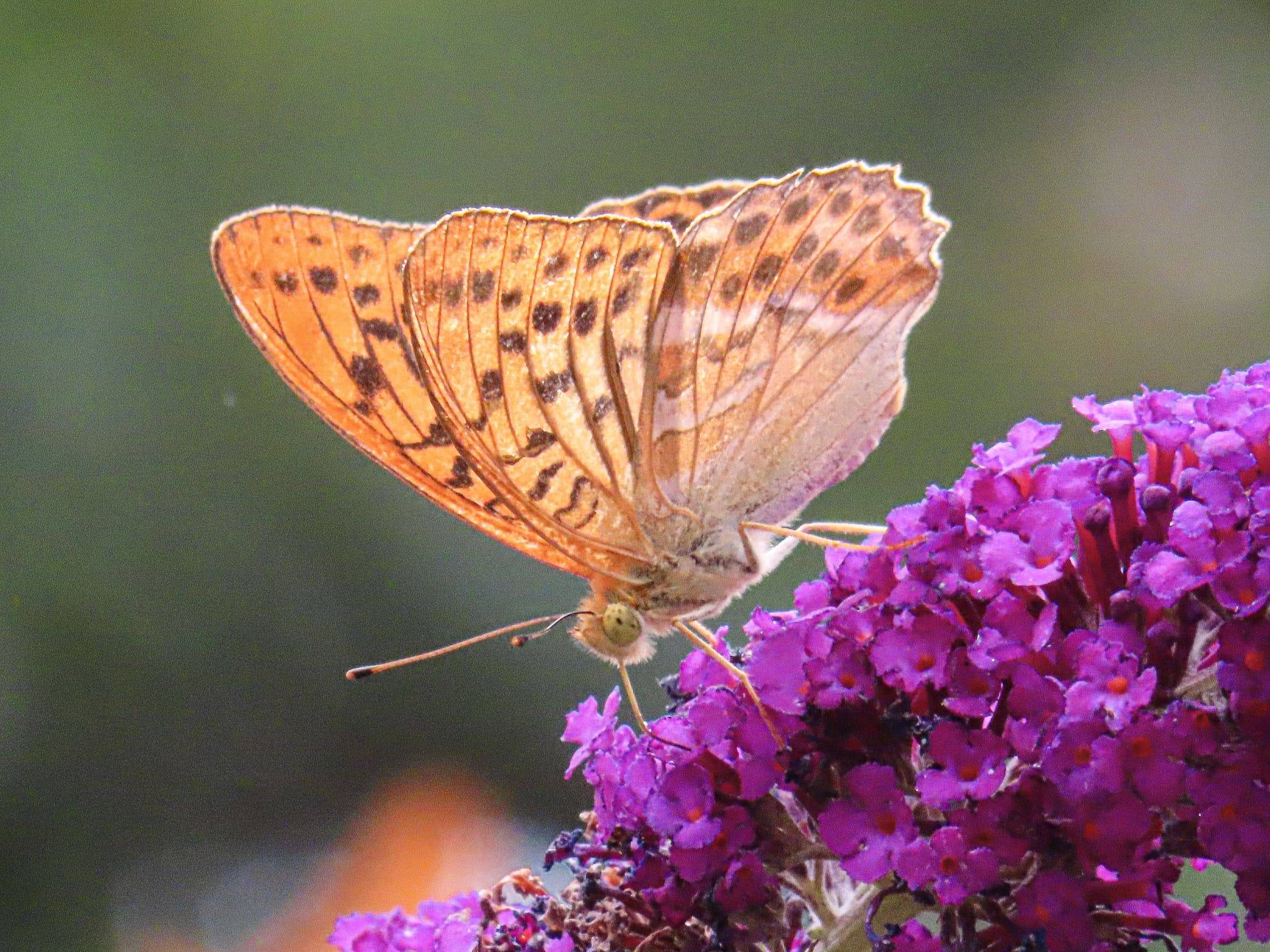 Schmetterling auf lila Sommerflieder – Online-Seminar Wildkräuter im Garten Schmetterling auf lila Sommerflieder – Online-Seminar Wildkräuter im Garten