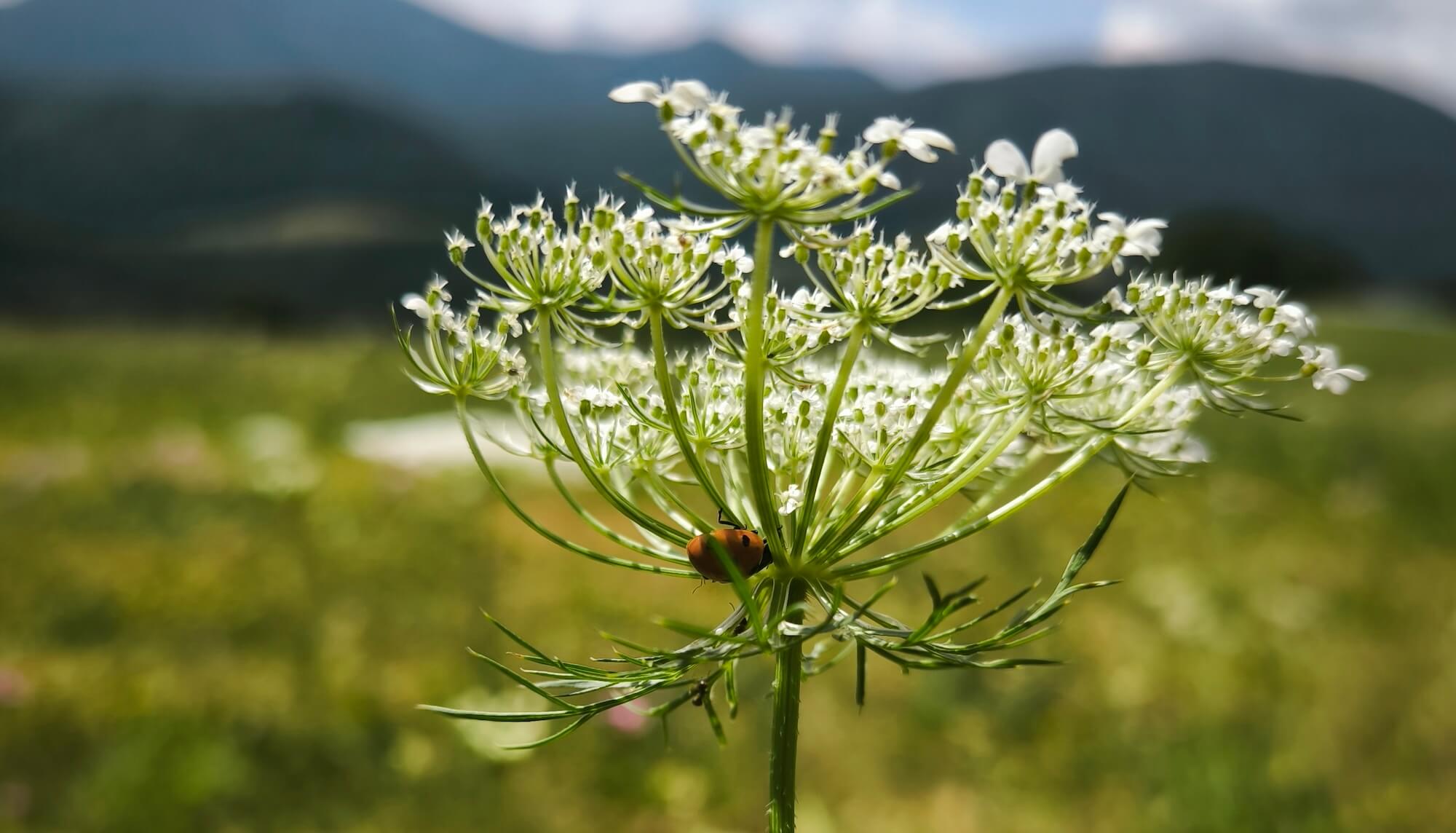 Blütendolde der Wilden Möhre auf einer Sommerwiese – Online-Seminar Wildkräuter Blütendolde der Wilden Möhre auf einer Sommerwiese – Online-Seminar Wildkräuter