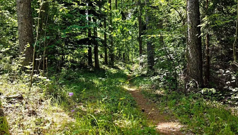 Waldweg zwischen Bäumen und Wiesenkräutern – Kräuterwanderung in Niederösterreich