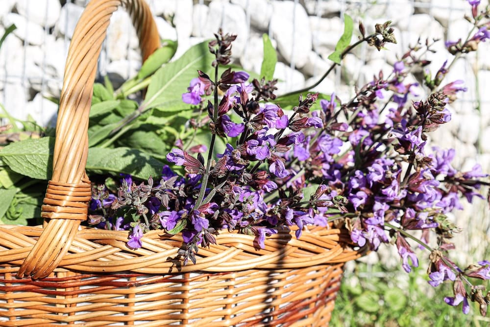 Salbei im Korb